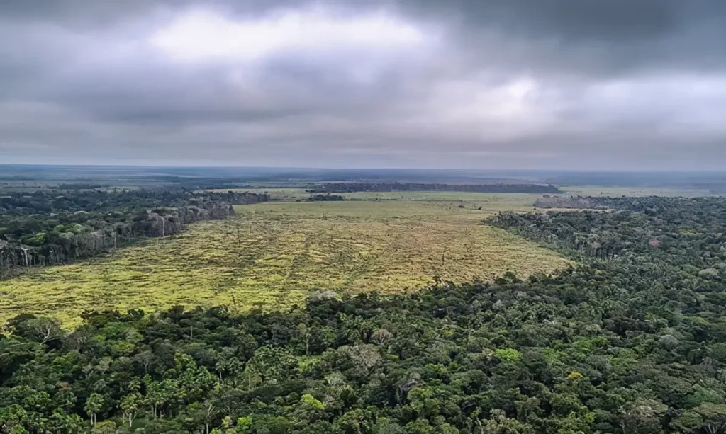 Vista aérea de área desmatada cercada de floresta