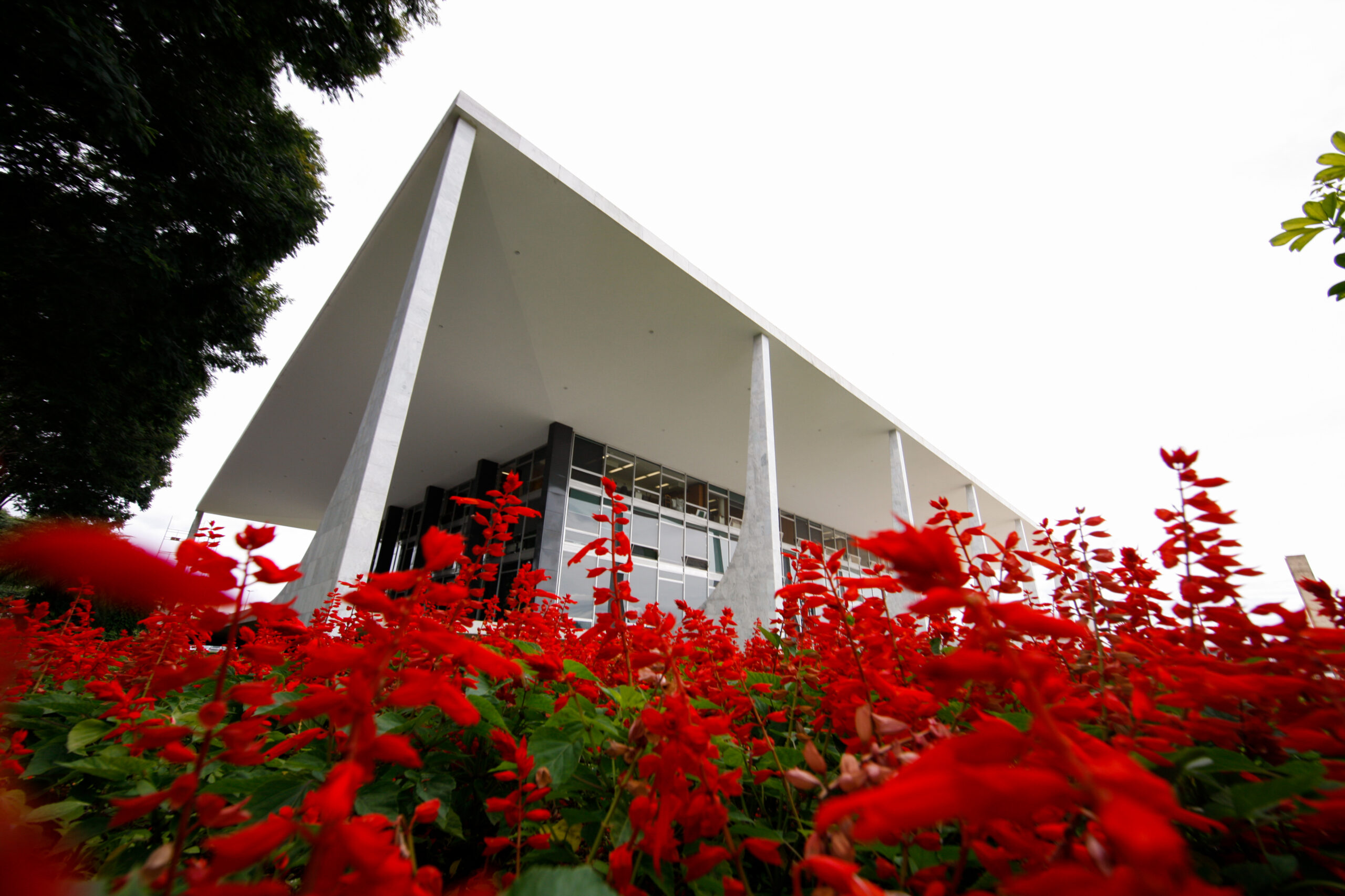 Foto do prédio do STF em meio a um jardim de flores vermelhas