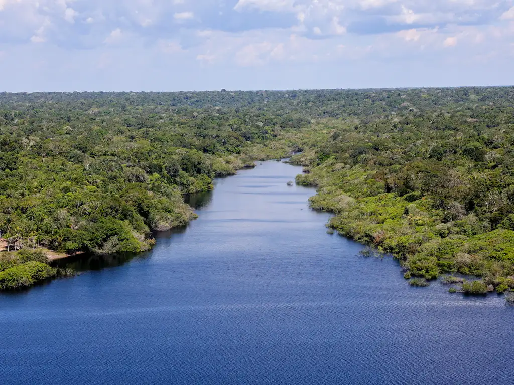 Floresta margeada pelo Rio Negro