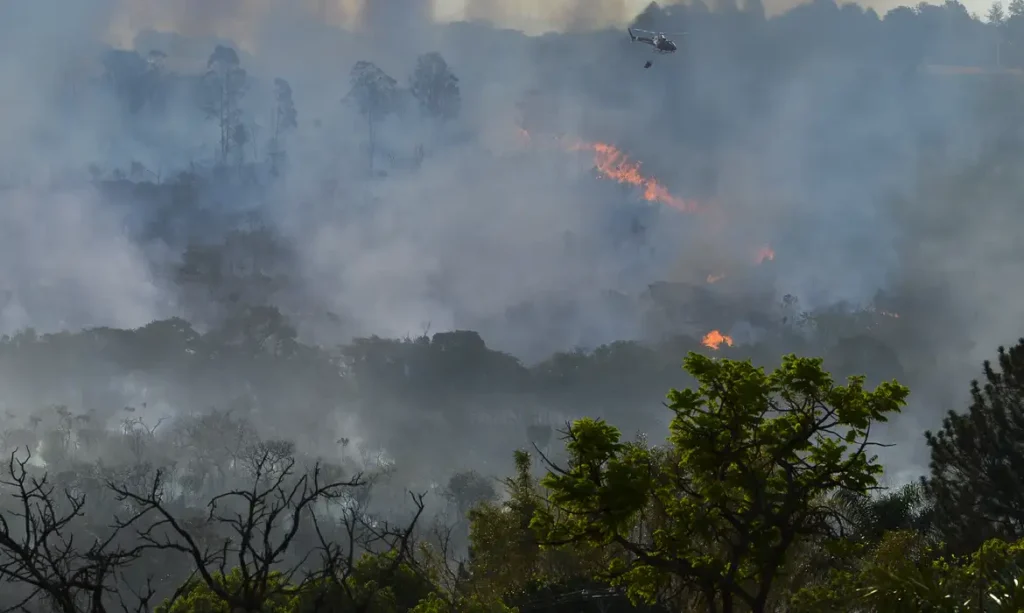 Incêndio em área de floresta