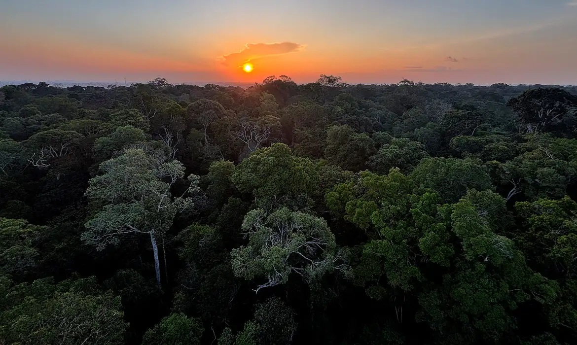 Dia Mundial do Meio Ambiente: decisões do STF fortalecem proteção ambiental no Brasil