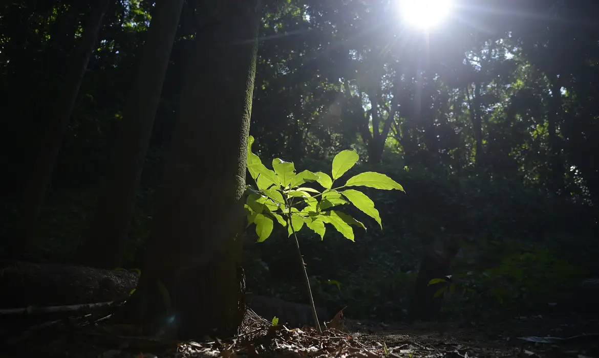 Fotografia de sol filtrado sobre floresta fechada